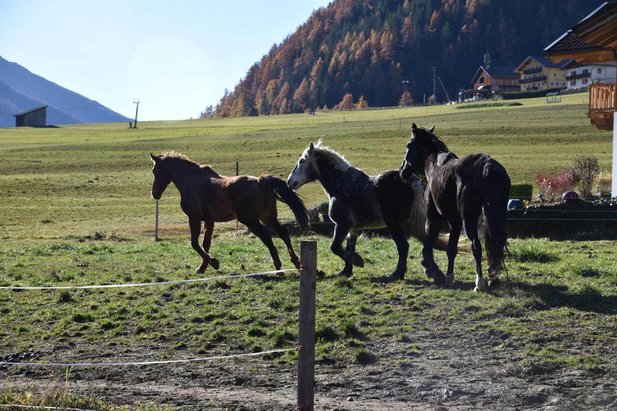 Obenfigerhof Appartement Kals-am Großglockner