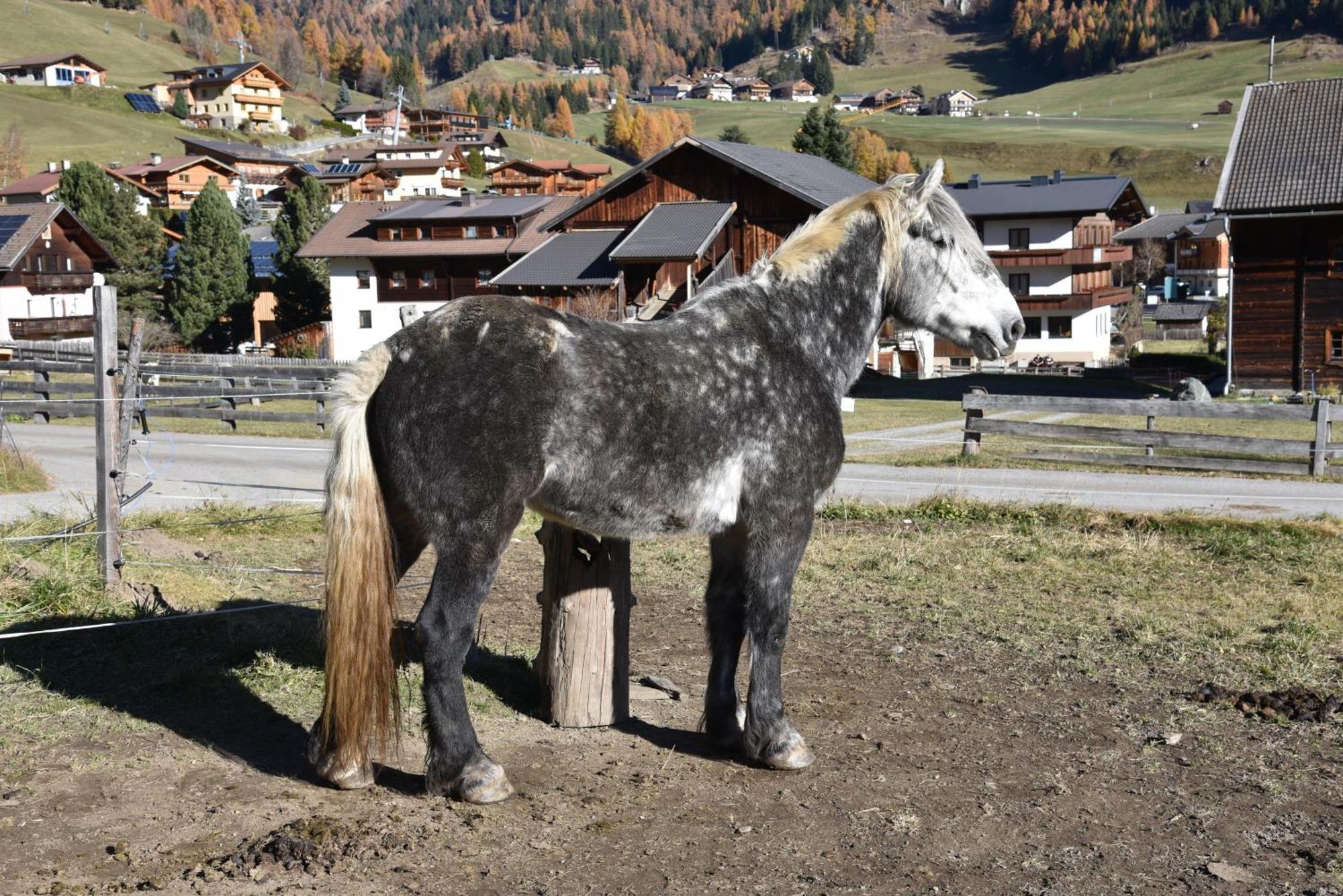 Obenfigerhof *