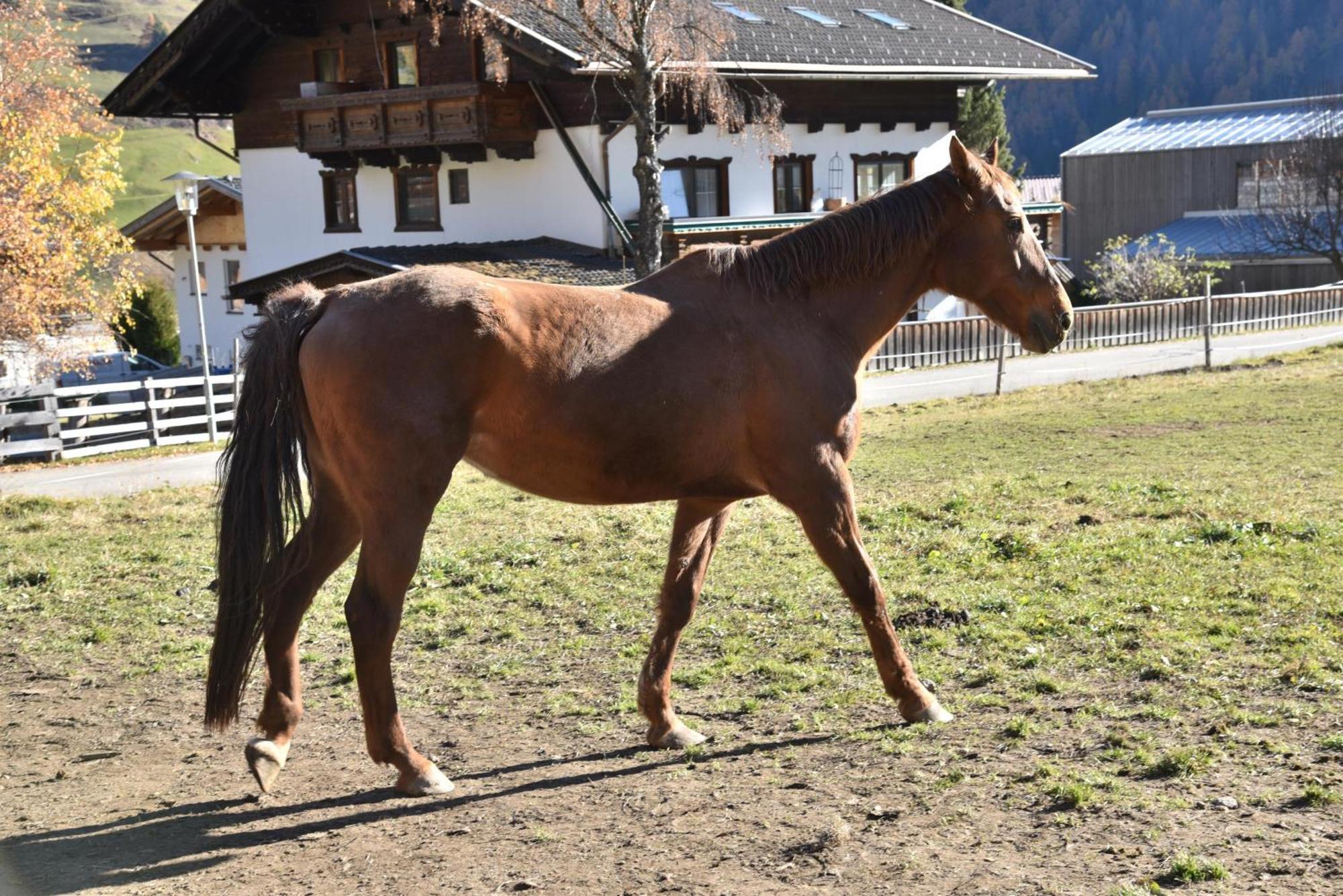 Obenfigerhof Appartement