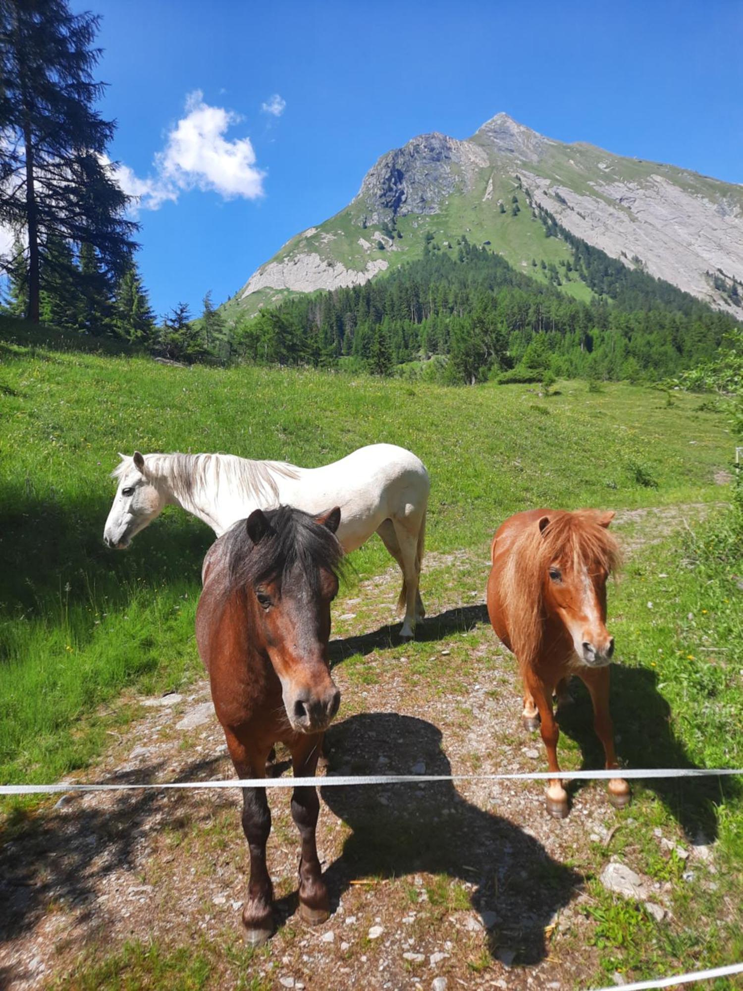 Obenfigerhof *