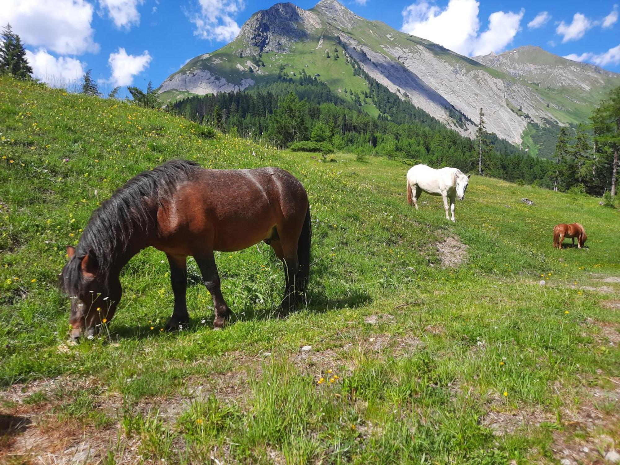 Obenfigerhof * Kals-am Großglockner